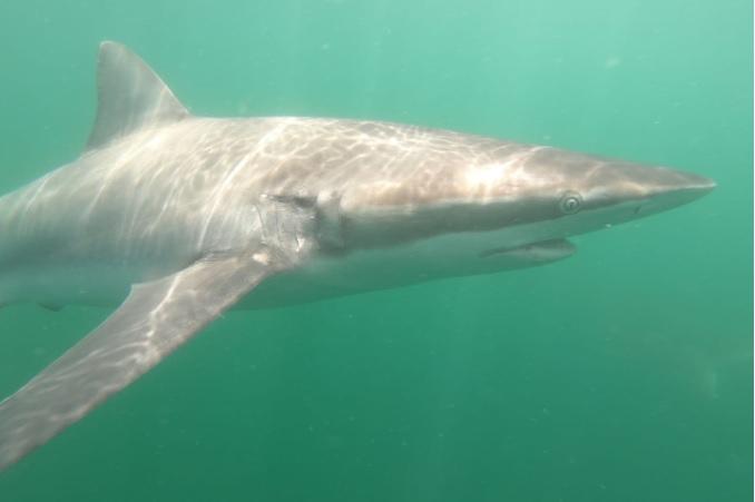 shark 17 Nov 2019 7