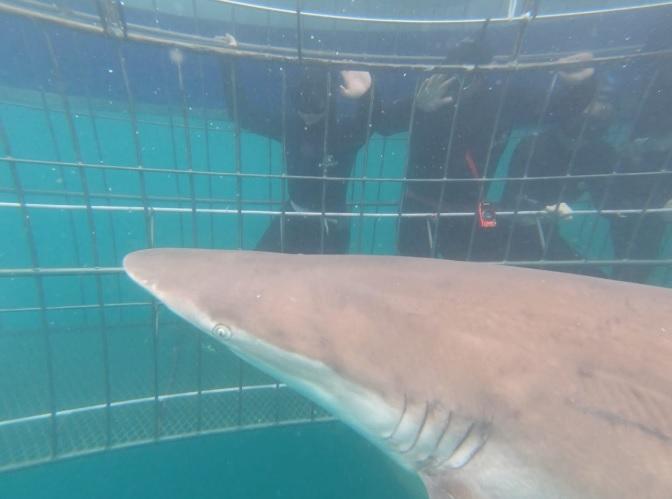 Under Water copper shark approach cage 30 Dec 19