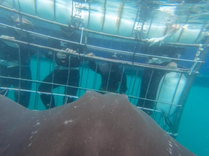 Under Water stingray approach cage 30 Dec 19