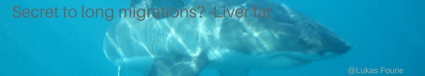 Liver fat banner