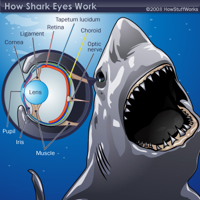 shark eyes how it works