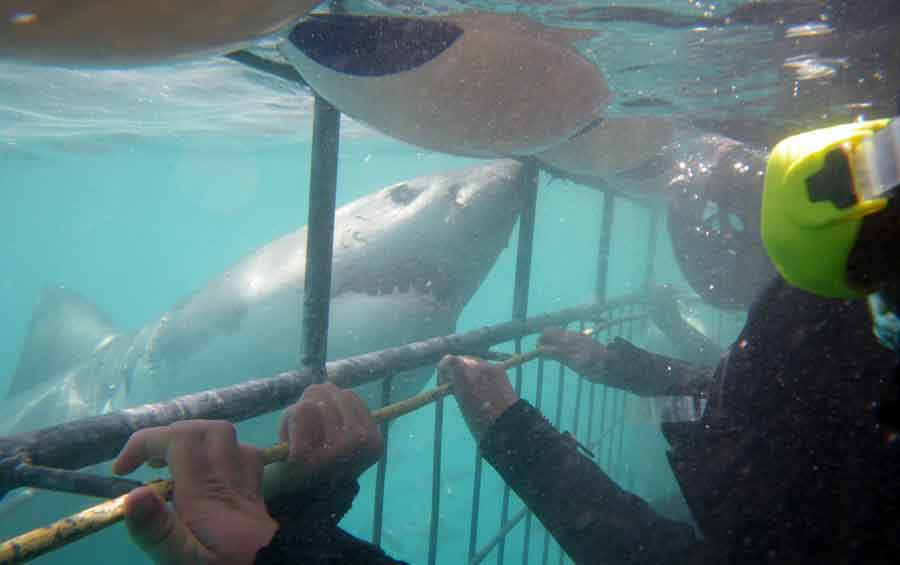 shark in front of divers in the cage uw