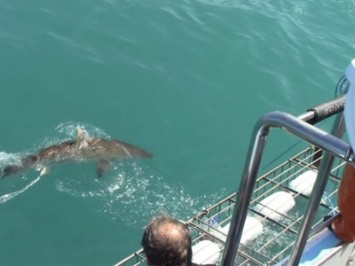Daily Shark Cage Diving Blog 11 February 2020