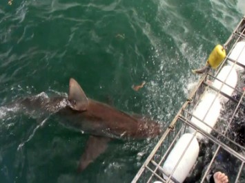 Daily Shark Cage Diving Blog 18 February 2020