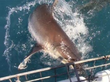 Daily Shark Cage Diving Blog 23 January 2020