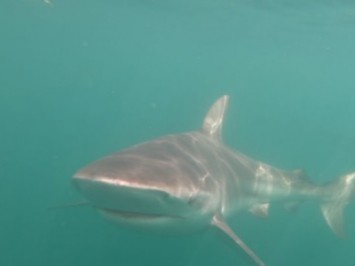 The day the first copper shark was sighted in Gansbaai
