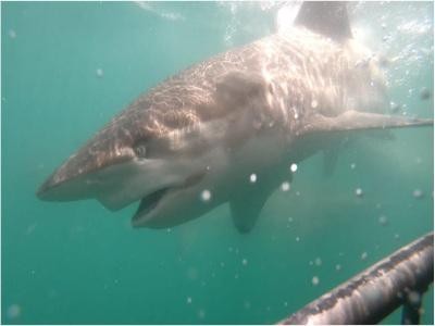 Daily Shark Cage Diving Blog - 11 November 2019