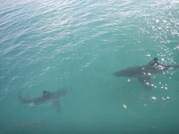 Are baby sharks more tough that their dads?