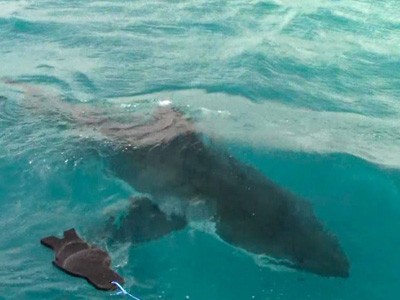 Daily Shark Cage Diving Blog 24 January 2020
