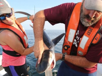 Sharks puke their guts out… literally!