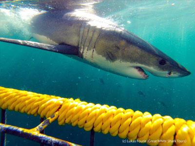 diver in shark cage