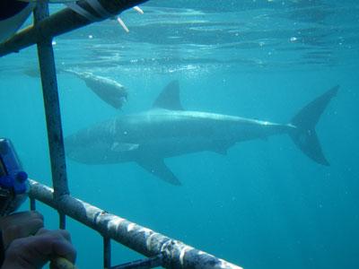 diver in shark cage