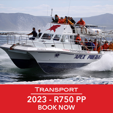 Transport-shark-divingprices.jpg