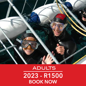 adultd-shark-divingprices.jpg