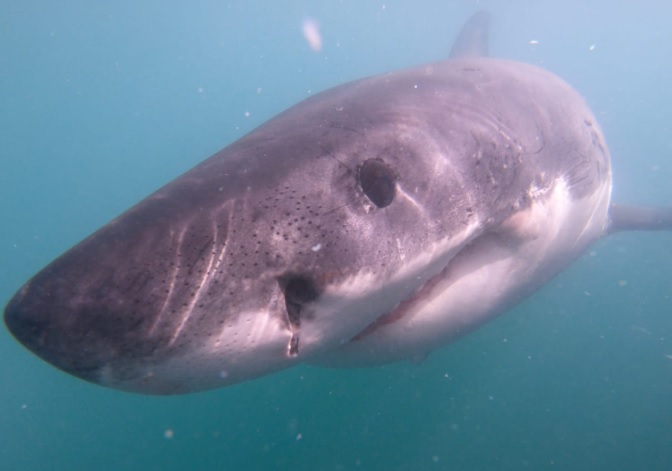 shark 10 March 2020 12