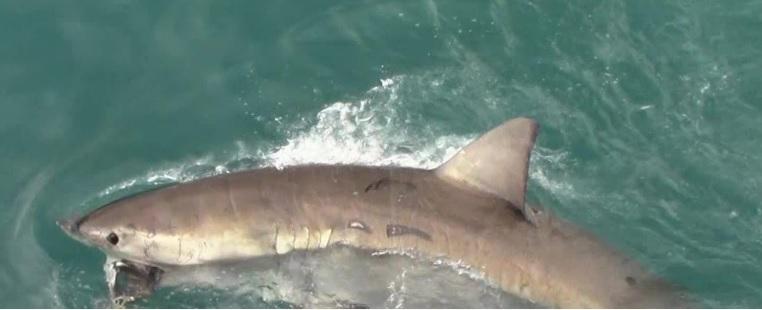 Shark 11 Nov 2019 3