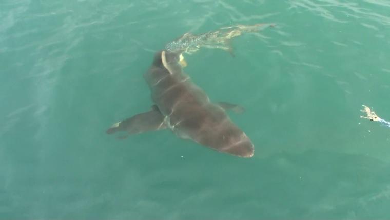 Shark 11 Nov 2019 4