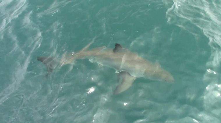 Shark 11 Nov 2019 5