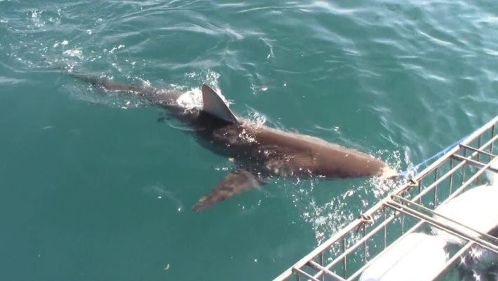 shark 12 jan 2020 12