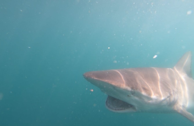 shark 12 jan 2020 14