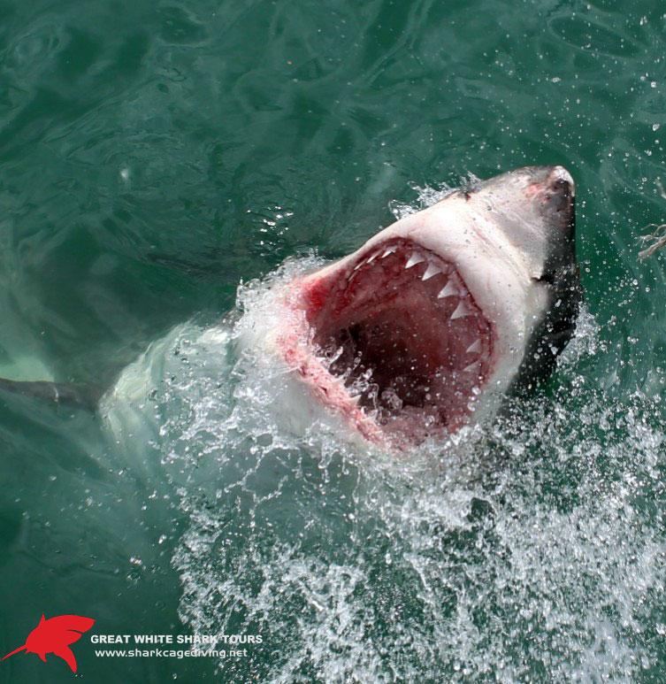 Gaping shark mouth
