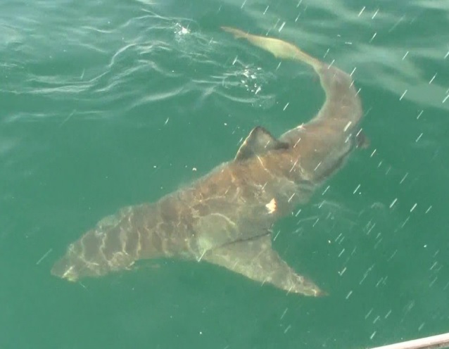 shark 13 March 2020 8