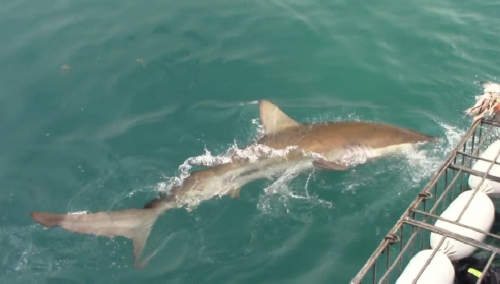 shark 14 feb 2020 1