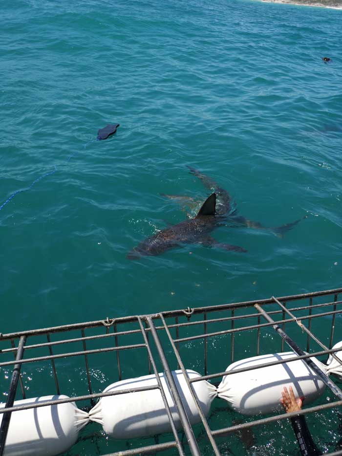 white shark 15 oct 19 web