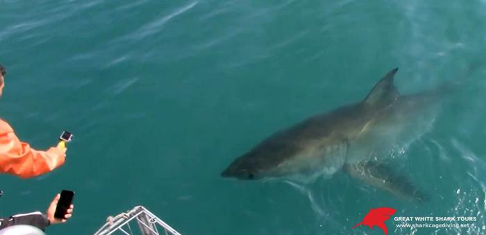 white shark 15 oct 19web 1