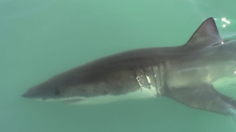 shark 17 March 2020 1