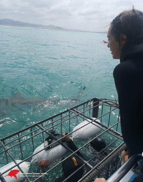 Daily Shark Cage Diving Blog - 17 October 2019 | Shark Cage Diving with