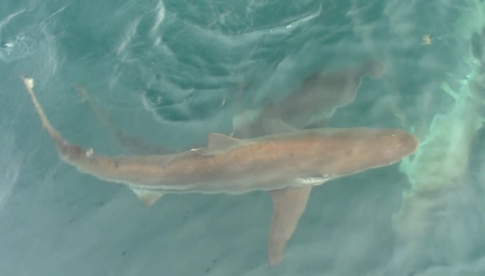 shark 19Jan2020 5