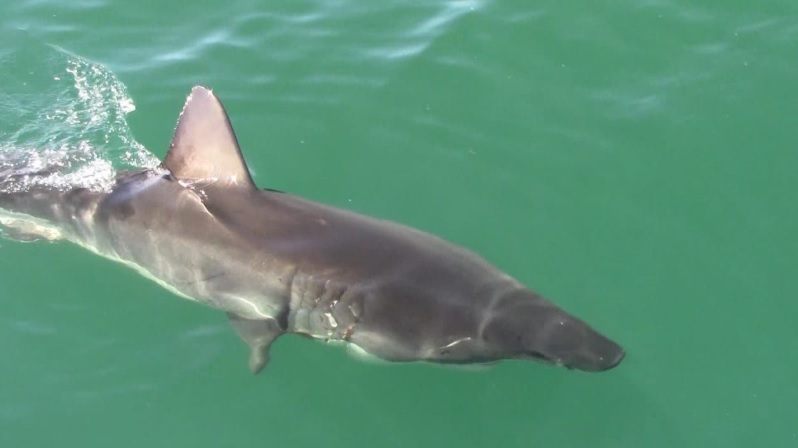 shark 18 March 2020 1