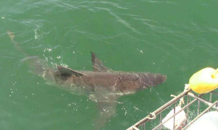 shark 19 Nov 2019 2