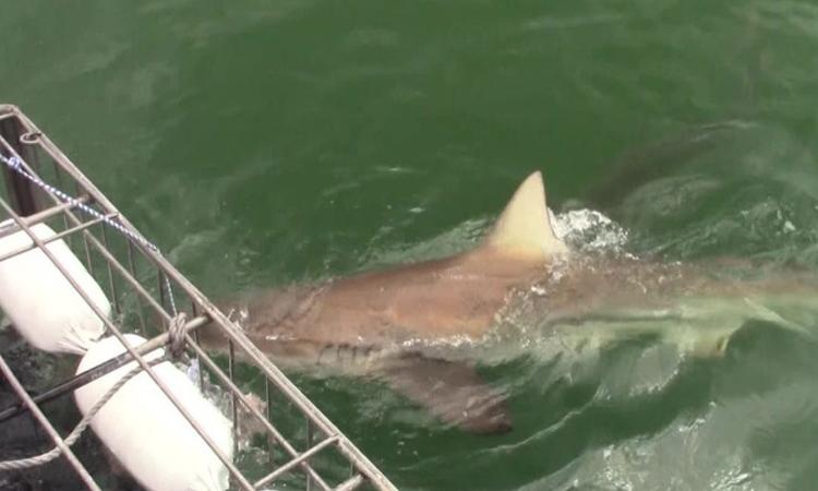 shark 19 Nov 2019 4