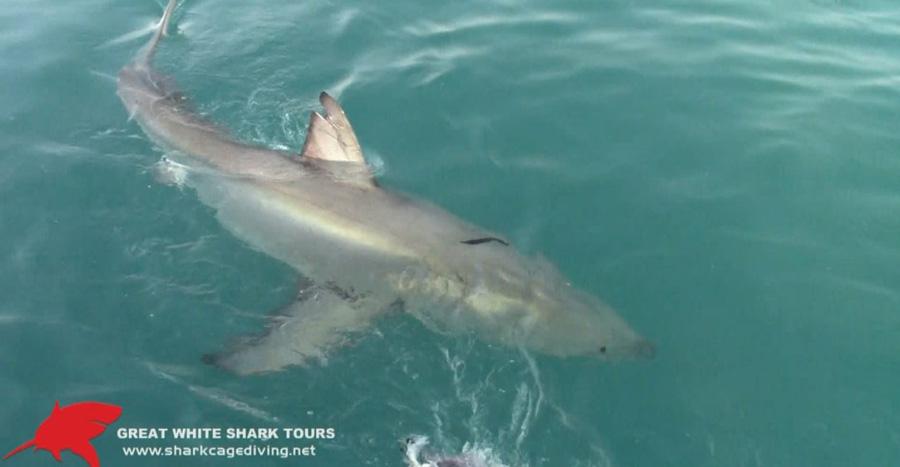 shark 19 oct 7 web