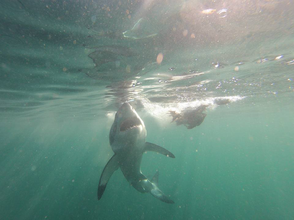 Shark underwater dyer island