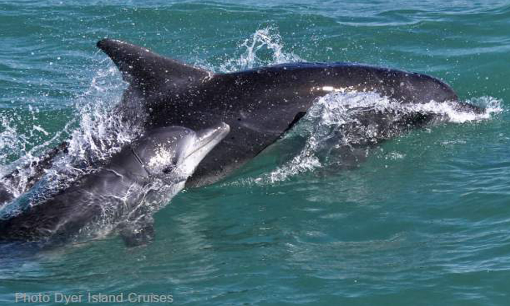 dolphin mum baby