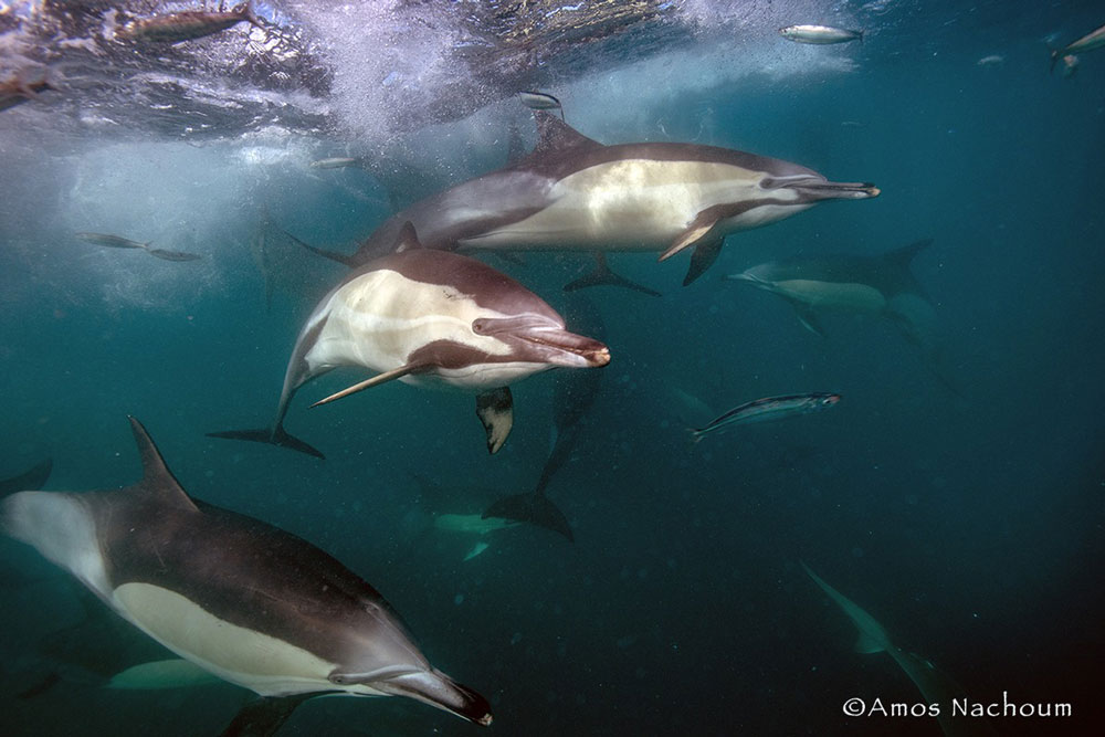 sardine run Amos pod