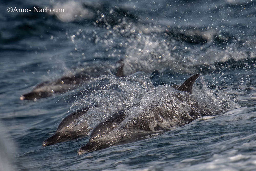 sardine run Amos speed