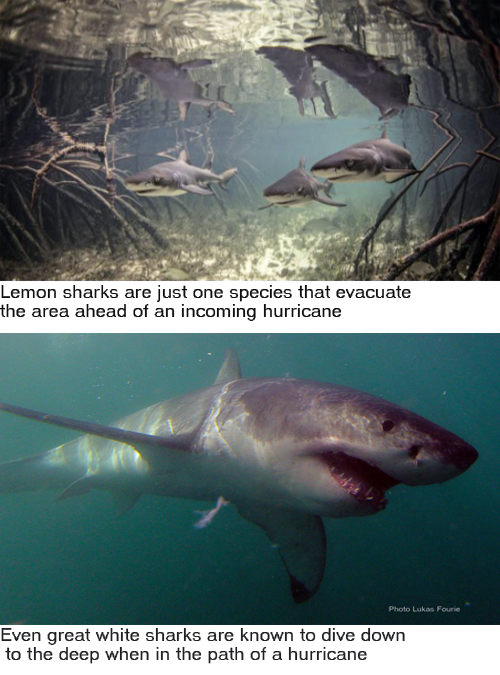 sharks hurrican sidebar
