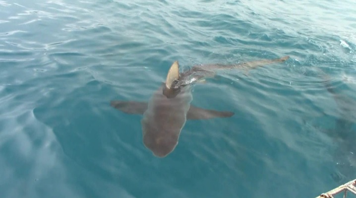 shark 22 Jan 2020 3