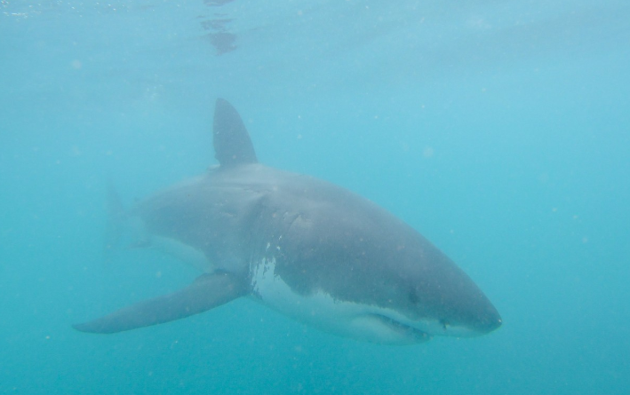 shark gws 24 Jan 2020