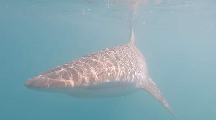 Under Water copper shark 30 Dec 19