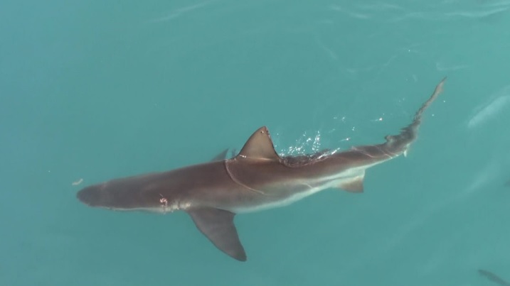 shark 3 Feb 2020 1