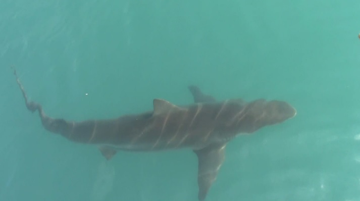 shark 3 Feb 2020 7