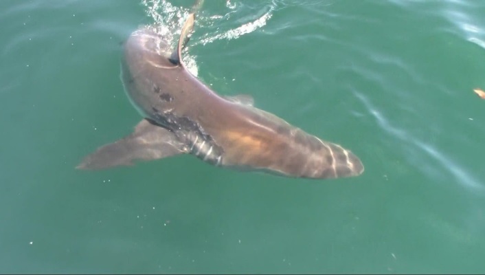 Shark 4 Jan 2020 1