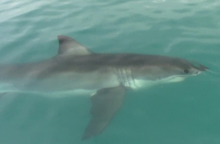 shark 5 March 2020 3