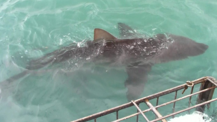 Shark 6 Feb2020 1