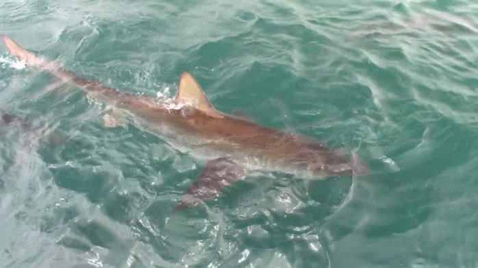 shark 6 Jan 2020 1